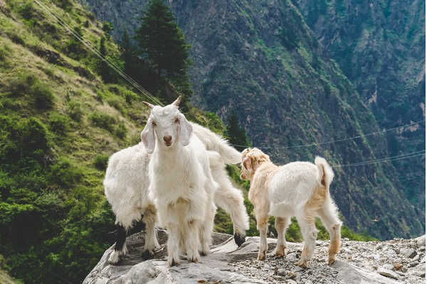 Capri Goats
